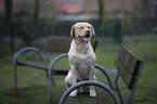 sitzender Labrador Retriever