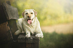blonder Labrador