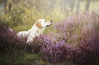blonder Labrador
