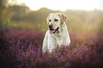 blonder Labrador