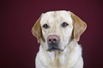 Labrador Retriever Portrait