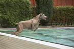 Labrador Retriever im Pool
