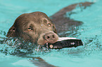 schwimmender Labrador