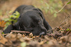 liegender Labrador Retriever