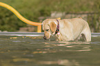 Labrador Retriever im Pool