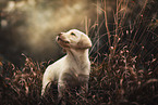 stehender Labrador Retriever Welpe