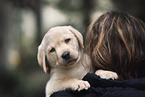 Mensch mit Labrador Retriever Welpe