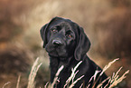 Labrador Retriever Welpe Portrait