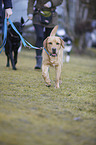 laufender Labrador Retriever