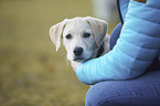 Labrador Retriever Portrait