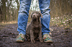 sitzender Labrador Retriever Welpe