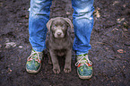 sitzender Labrador Retriever Welpe