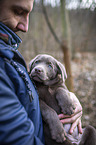 Labrador Retriever auf Arm