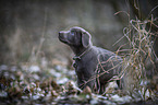 laufender Labrador Retriever Welpe