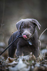 laufender Labrador Retriever Welpe