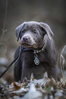 laufender Labrador Retriever Welpe