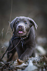 laufender Labrador Retriever Welpe