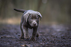 rennender Labrador Retriever Welpe