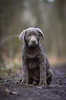 sitzender Labrador Retriever Welpe