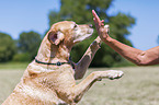 Frau mit Labrador Retriever