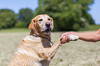 Frau mit Labrador Retriever