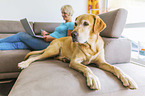 Frau mit Labrador Retriever