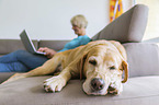 Frau mit Labrador Retriever