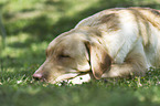liegender Labrador Retriever