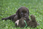 liegender Labrador Retriever Welpe