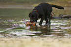 spielender Labrador Retriever