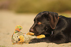 liegender Labrador Retriever Welpe