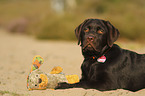 liegender Labrador Retriever Welpe