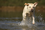 rennender Labrador Retriever