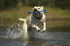 rennender Labrador Retriever