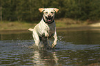 rennender Labrador Retriever