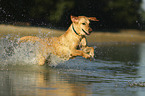 rennender Labrador Retriever