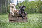 Labrador Retriever Welpen in einer Kiste