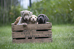 Labrador Retriever Welpen in einer Kiste