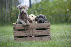 Labrador Retriever Welpen in einer Kiste