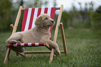 Labrador Retriever Welpe in einem Liegestuhl