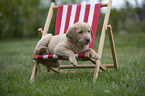 Labrador Retriever Welpe in einem Liegestuhl