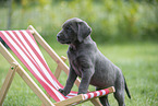 Labrador Retriever Welpe mit einem Liegestuhl