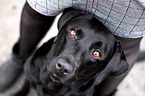 Mensch mit Labrador Retriever