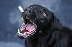 Labrador Retriever Portrait