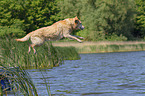 springender Labrador Retriever