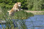 springender Labrador Retriever