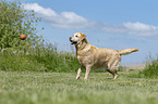 spielender Labrador Retriever