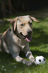 liegender Labrador Retriever
