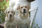 Labrador Retrievers Portrait