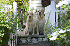 sitzende Labrador Retrievers